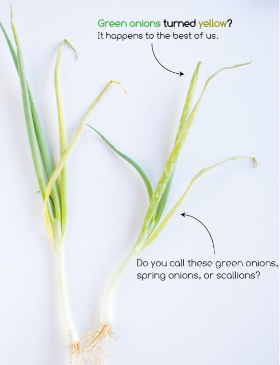 Green Onions | healthynibblesandbits.com