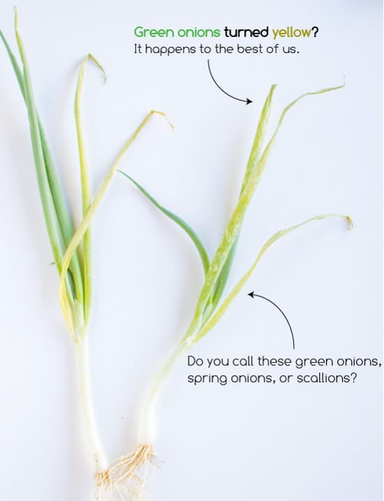 Oignons verts | healthynibblesandbits.com