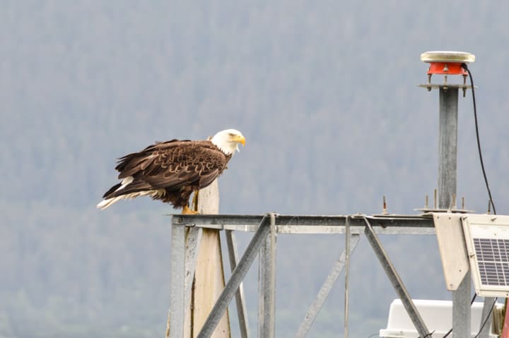 Kenai Fjords, Alaska | healthynibblesandbits.com