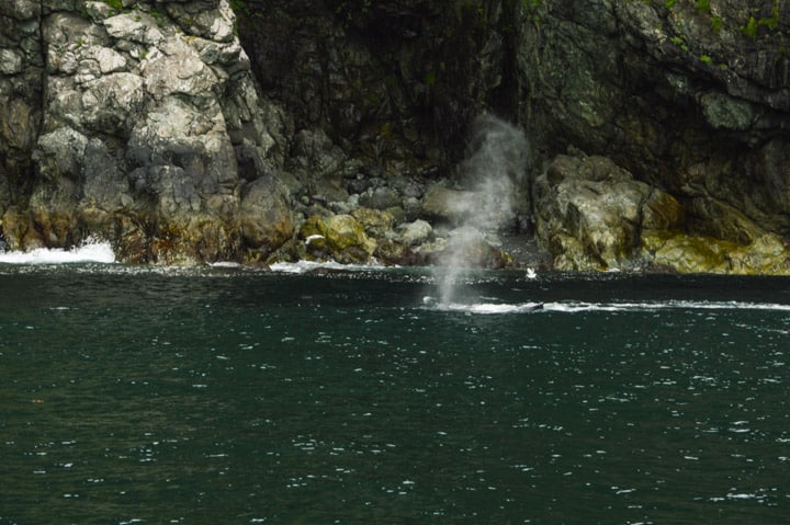 Kenai Fjords, Alaska | healthynibblesandbits.com