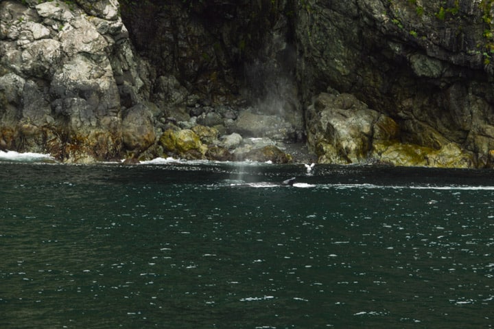 Kenai Fjords, Alaska | healthynibblesandbits.com