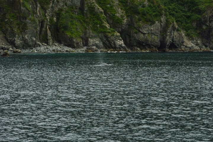 Kenai Fjords, Alaska | healthynibblesandbits.com