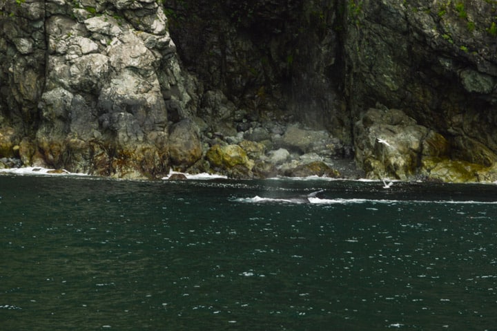 Kenai Fjords, Alaska | healthynibblesandbits.com