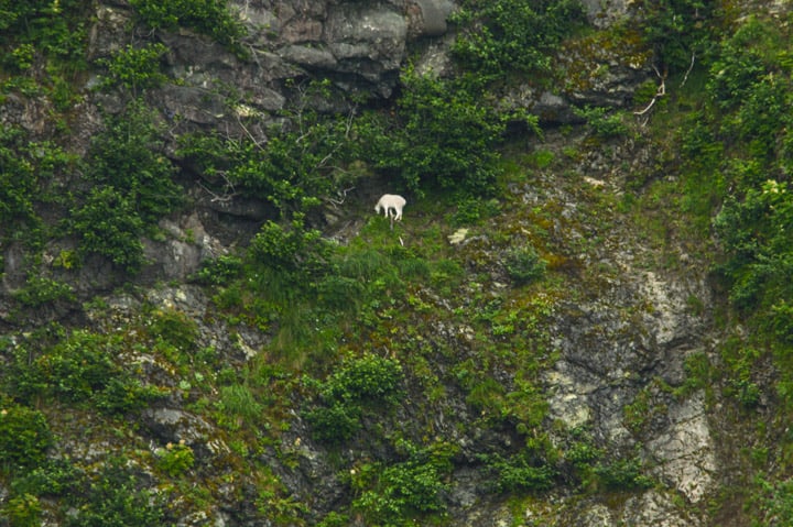 Kenai Fjords, Alaska | healthynibblesandbits.com