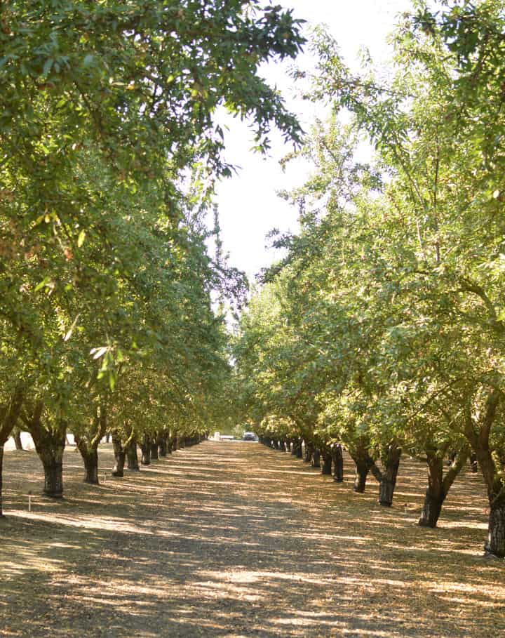 Almond Orchard Experience #sponsored | healthynibblesandbits.com