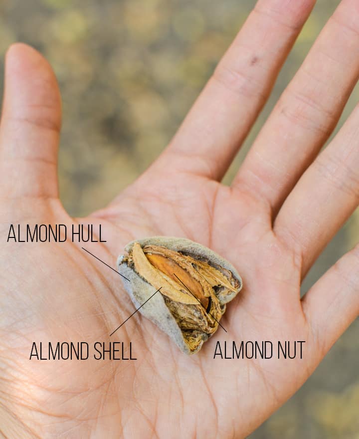 Almond Orchard Experience #sponsored | healthynibblesandbits.com