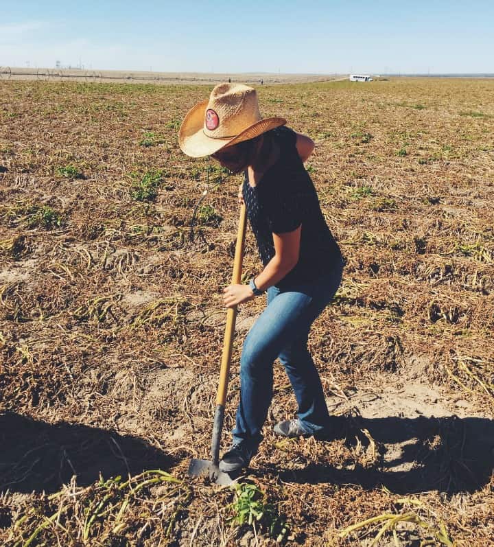 Idaho Potato Harvest | healthynibblesandbits.com