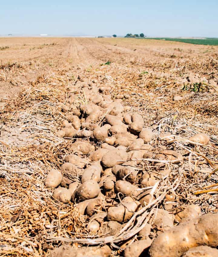 Idaho Potato Harvest | healthynibblesandbits.com