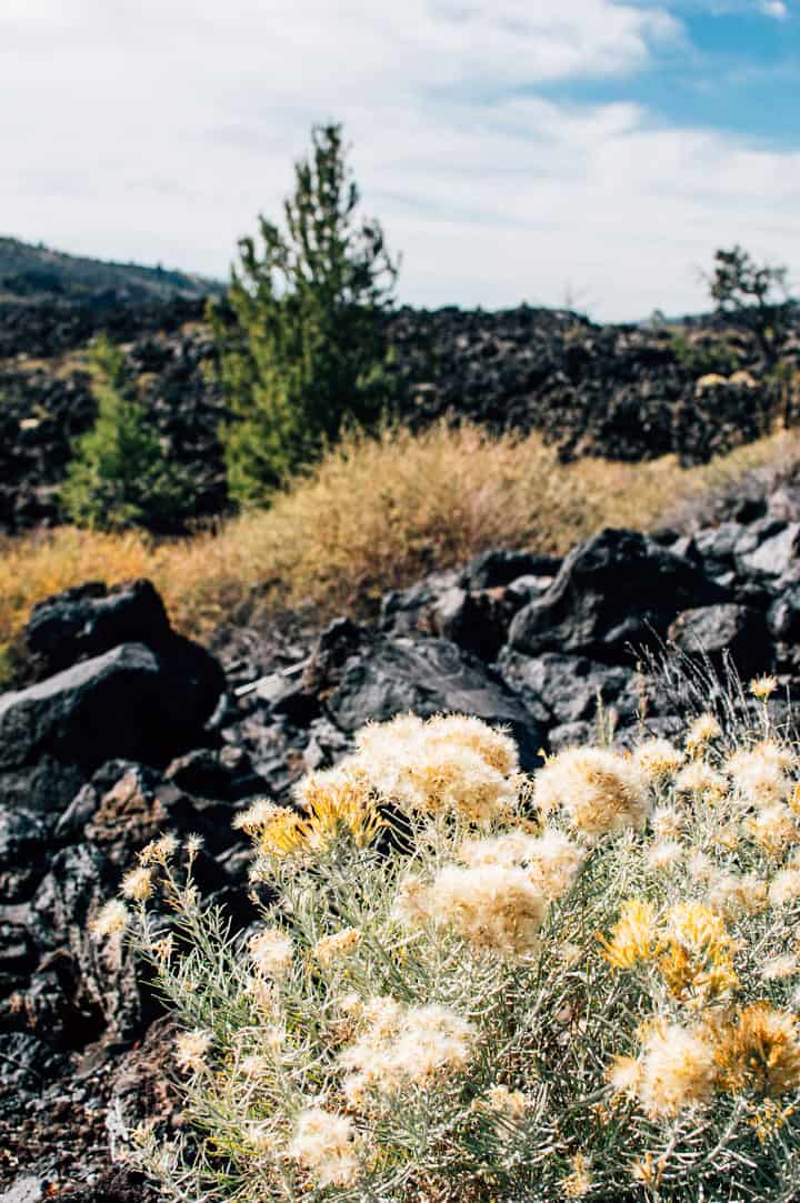 Idaho Potato Harvest | healthynibblesandbits.com