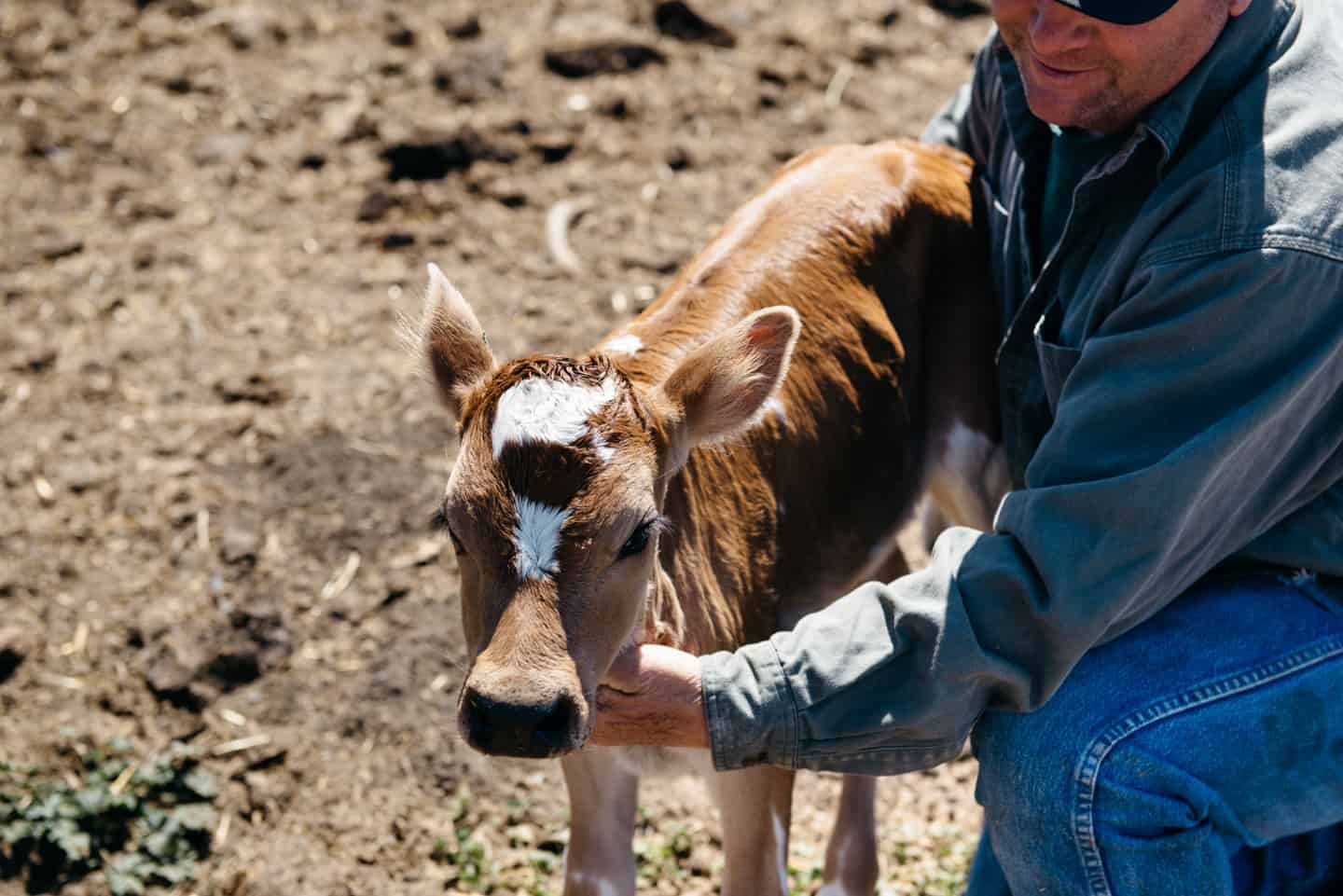 Moretti Dairy Farm