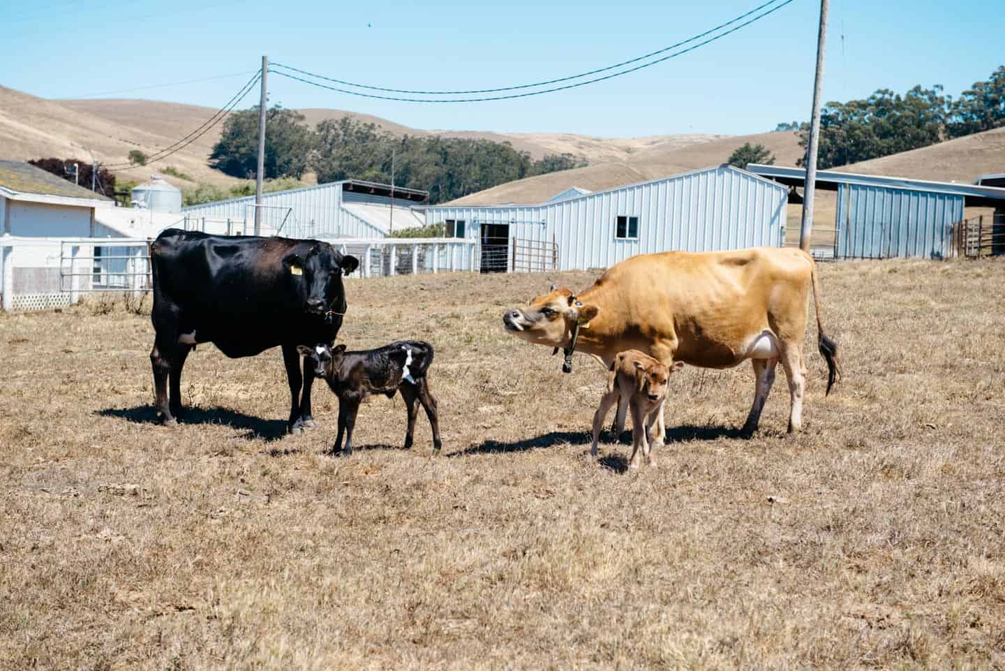 Moretti Dairy Farm