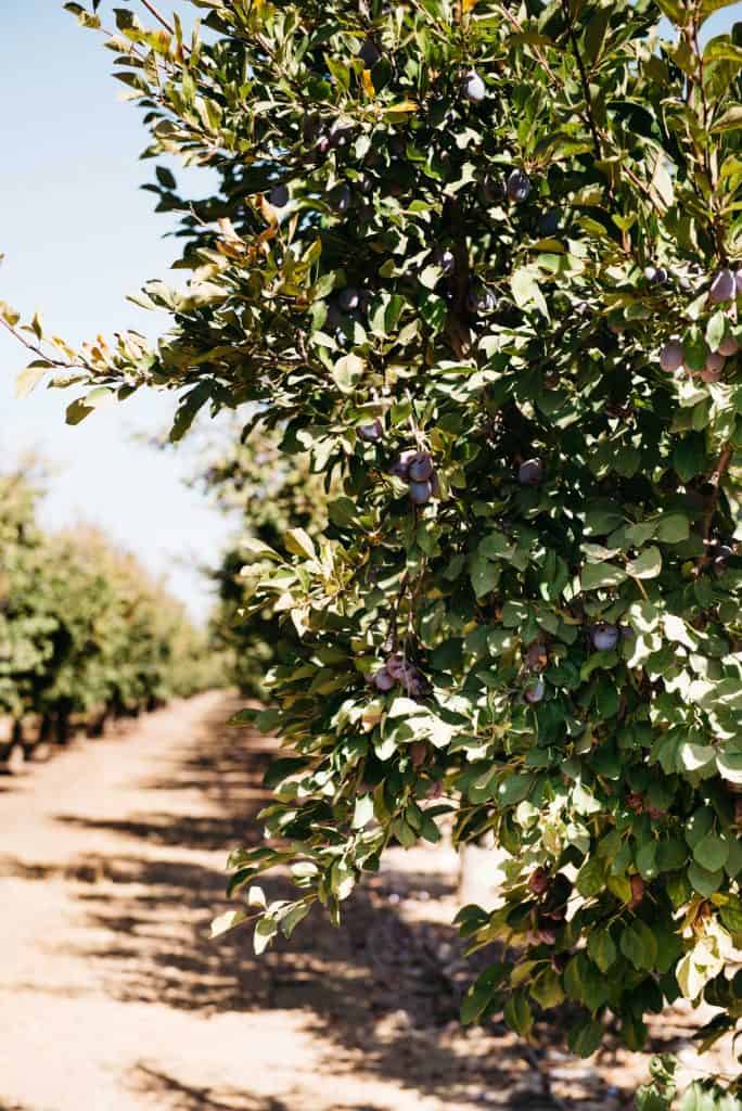 Tofu Stir Fry Noodles with Dried Plum Sauce Healthy Nibbles by Lisa