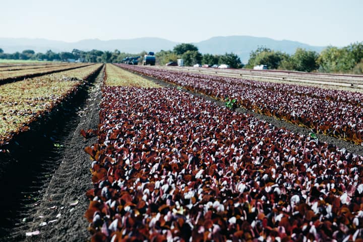 Earthbound Farm