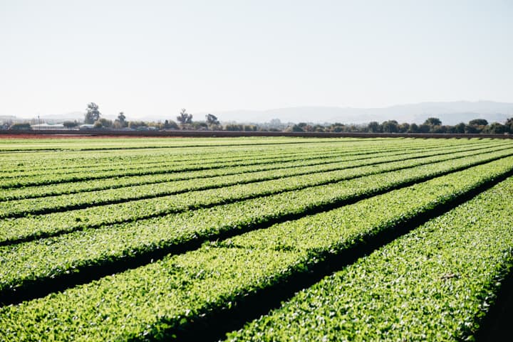 Earthbound Farms