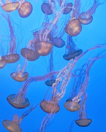 Monterey Bay Aquarium