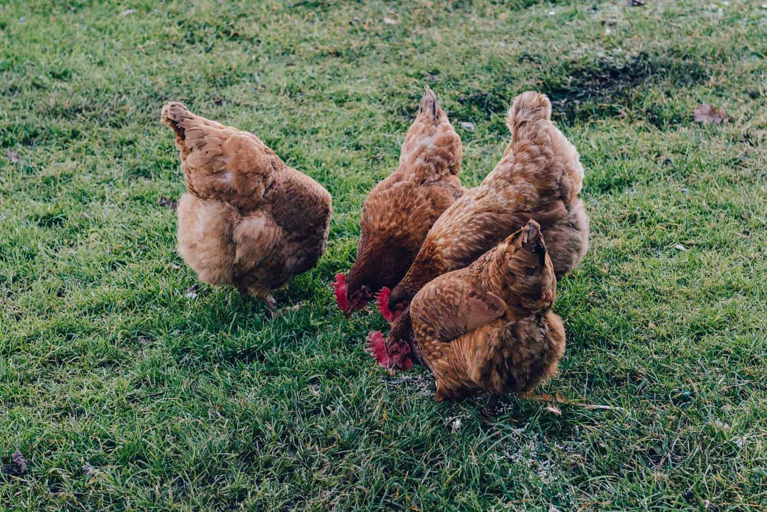 Sustainability in Egg Farming - Red Hens