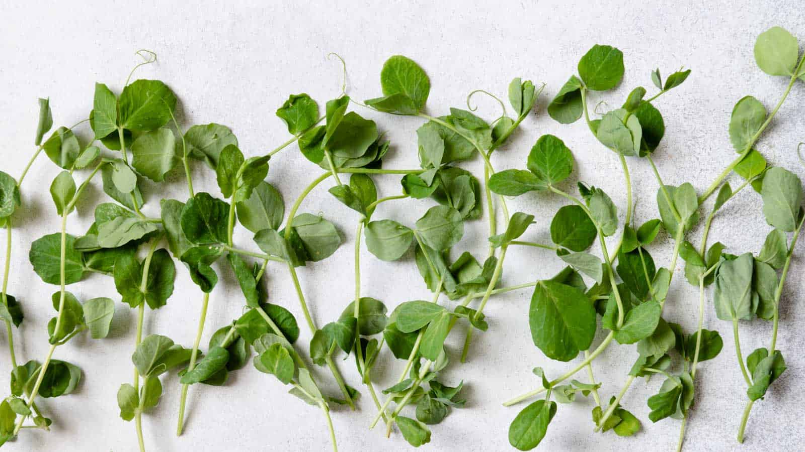 Pea Shoots