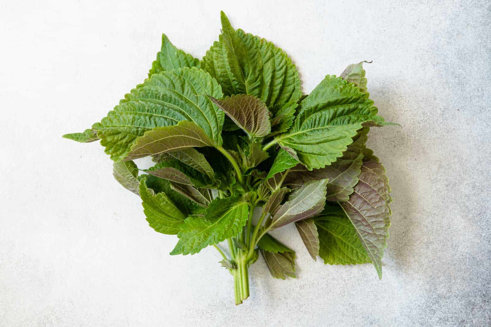 Shiso