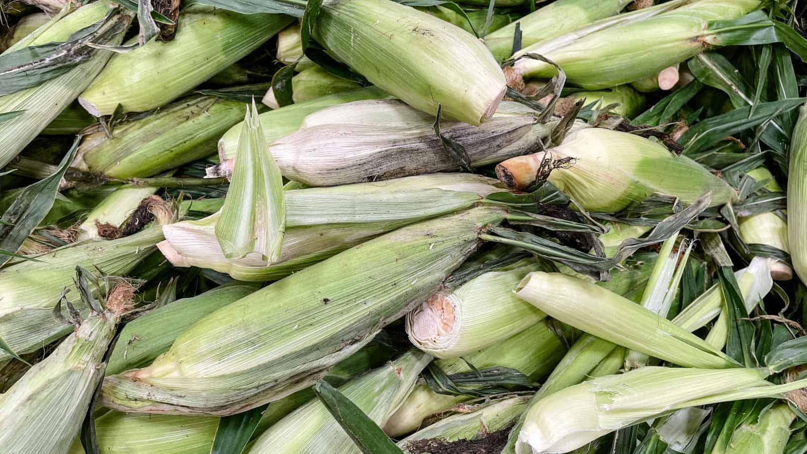 Corn with husks that are s،ing to mold