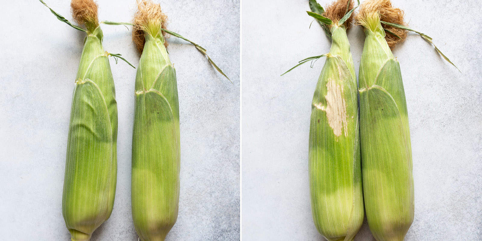 Comparison photo of corn husks with and without leaf scald