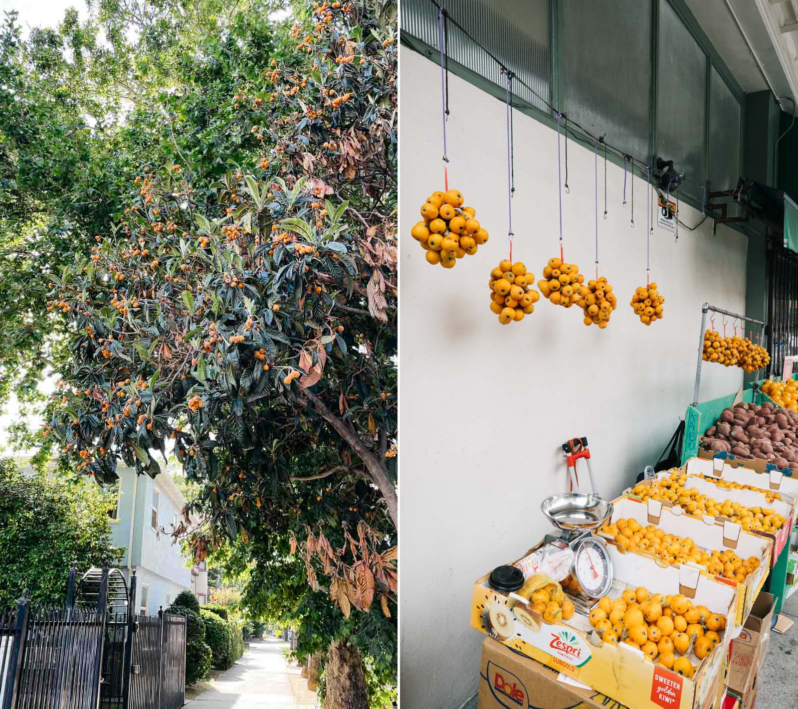 Loquat tree (left); loquat sold in Chinatown (right)